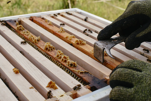 Pierco Assembled Bee Beekeeper Frames