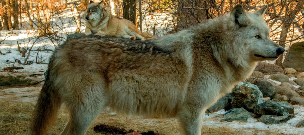 Choses A Faire Au Minnesota : International Wolf Center