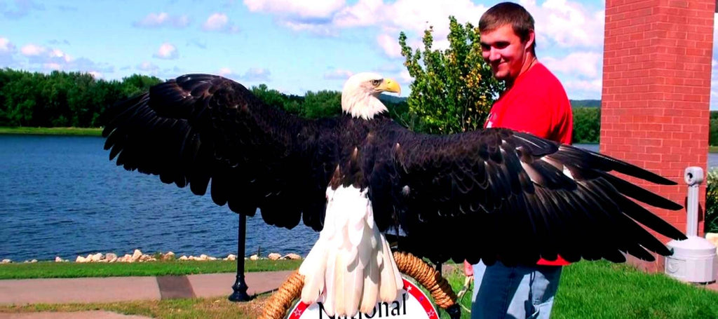 Choses A Faire Au Minnesota : National Eagle Center