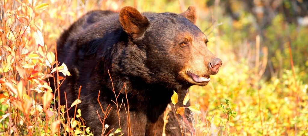 Choses A Faire Au Minnesota : North American Bear Center