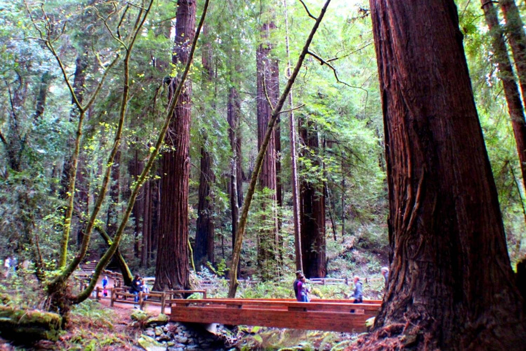 Muir Woods National Monument San Francisco