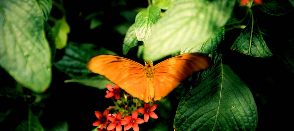 Que Faire En Lousiane : Jardin de papillons et insectarium d'Audubon