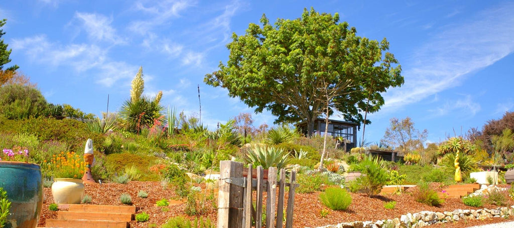 Que faire à Santa Cruz ? Arboretum de l'U.C. Santa Cruz et le jardin botanique