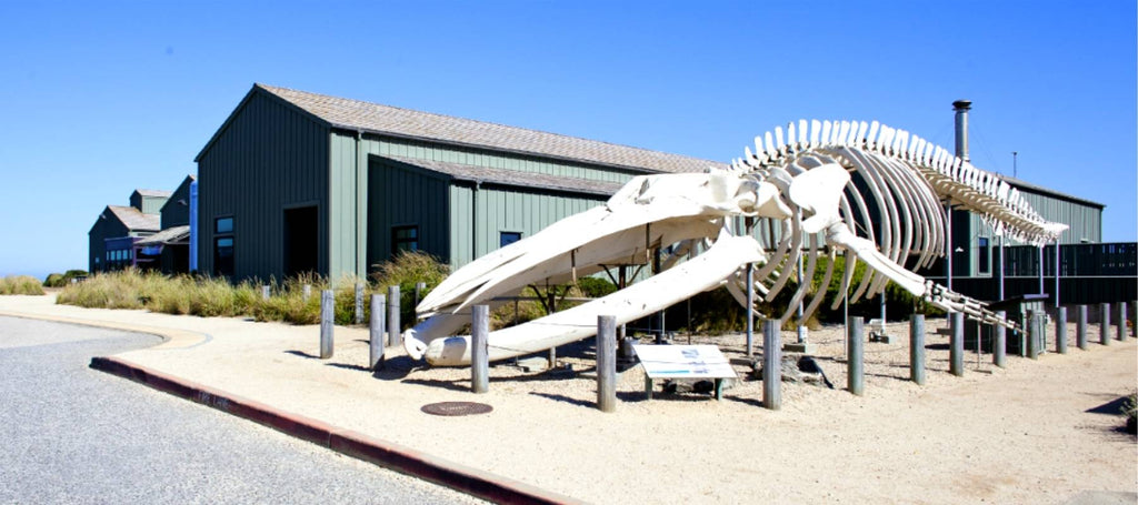 Que faire à Santa Cruz ? Seymour Marine Discovery Center 
