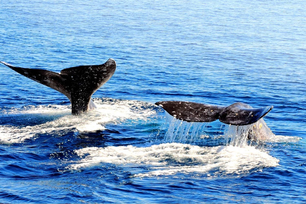 San Diego Observation des baleines
