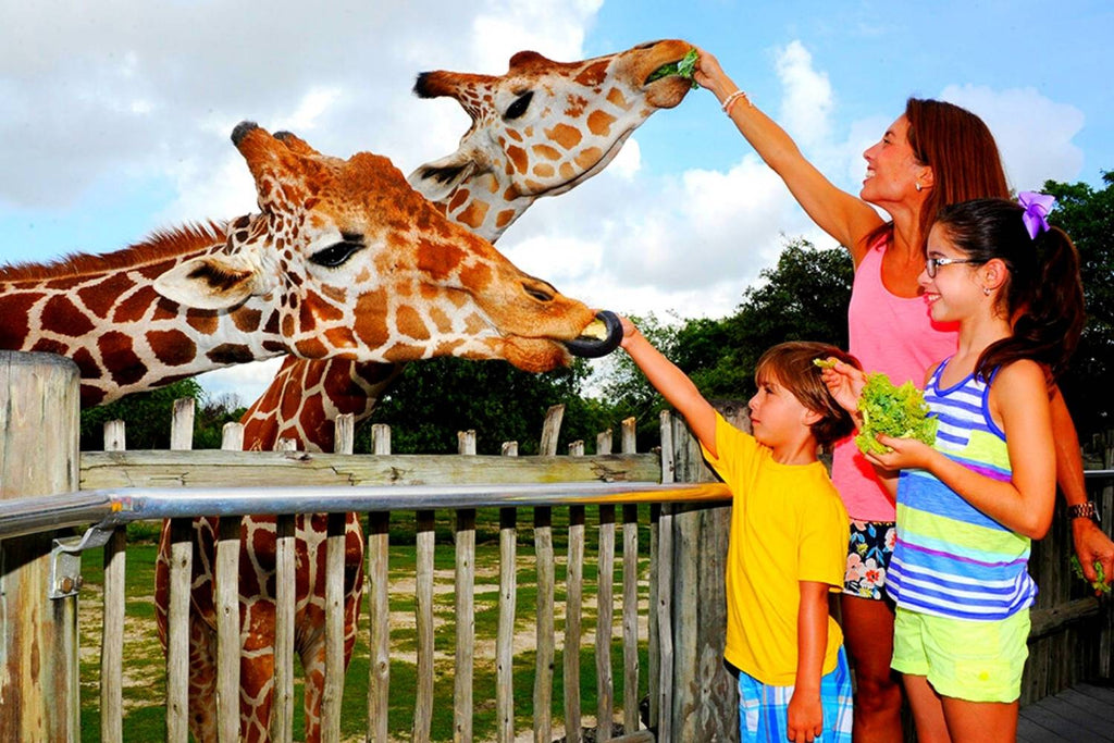 girafes au Zoo de Miami