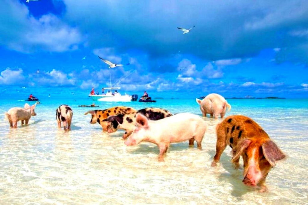 journée aux Bahamas, Cochon, Miami