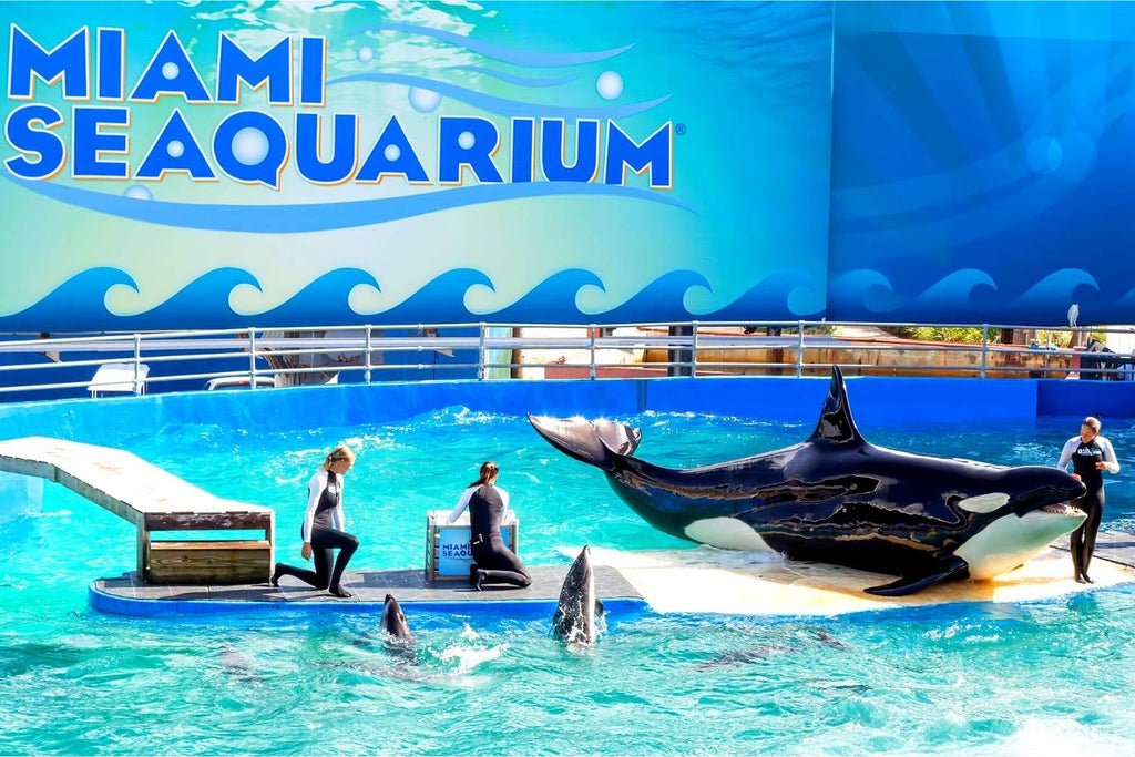 orques en action au Seaquarium de Miami