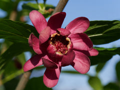 CALYCANTHUS in perfumes