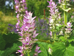CLARY SAGE in perfumery