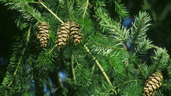 FIR perfumes