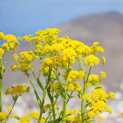 GALBANUM in perfumery