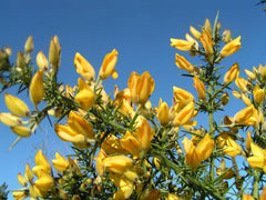 GORSE in perfumery