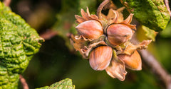 HAZELNUT in perfumery