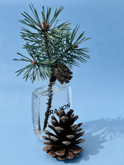 pinetree