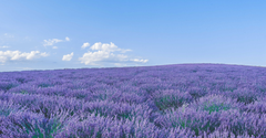 Lavender in The Fougère Affair by CRA-YON Parfums