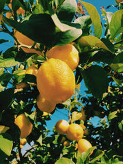 The Fougère Affair - the lemon notes