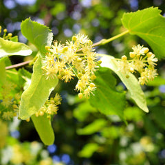 LINDEN FLOWERS in perfumery