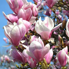 magnolia