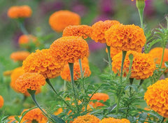 MARIGOLD in perfumery