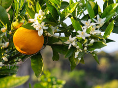 NEROLI fragances