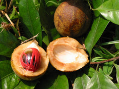 NUTMEG in perfumes