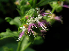 What is PATCHOULI?