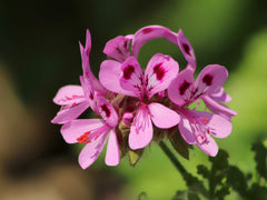 PELARGONIUM in perfumery