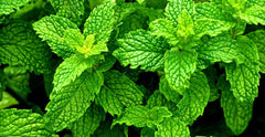 PEPPERMINT perfumes