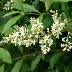 PRIVET FLOWER in perfumery