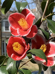 CAMELIA in perfumes