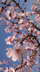 CHERRYBLOSSOM