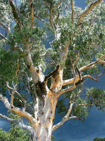 Eucalyptus in The Fougère Affair by CRA-YON Parfums