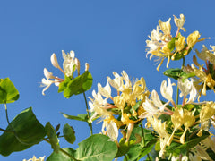 HONEYSUCKLE in perfumes