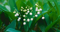 LILY OF THE VALLEY fragrances