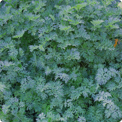 WORMWOOD in perfumery