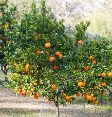 MANDARIN perfumes