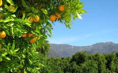 tangerin