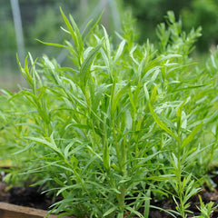 TARRAGON in perfumes