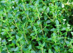 THYME in perfumes