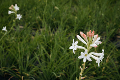 TUBEROSE perfumes