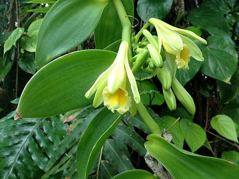 Vanilla CEO Eau de Parfum has vanilla orchid as a heart note.