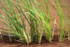 VETIVER in perfumery