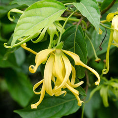 ylangylang