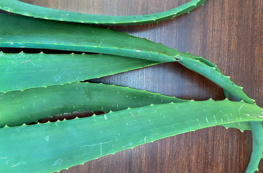 Gel d'aloe vera : que trouve-t-on dans sa composition ?