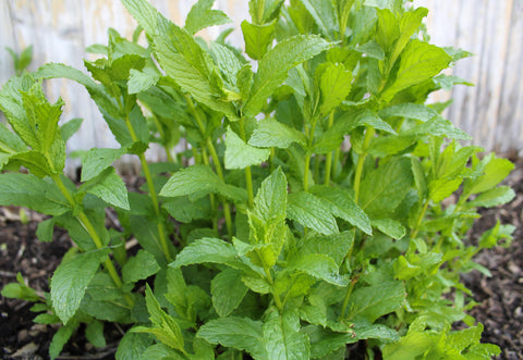 Mojito mint grows in a flower bed