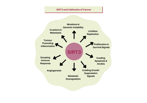 SIRT3, Sirtuin3, NAD, NMN, longevity