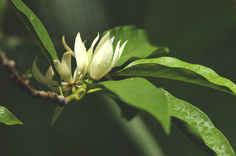 Magnolia Sourcing