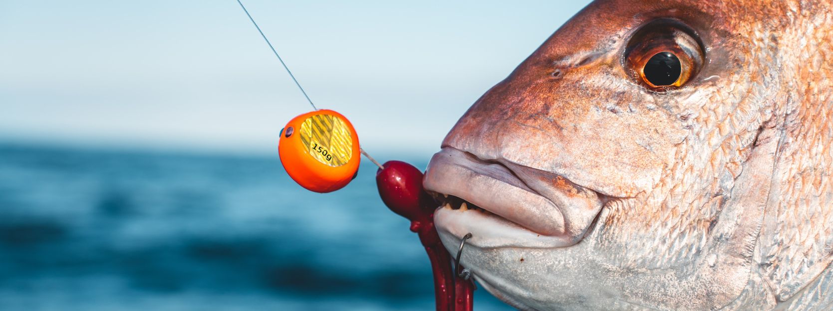 Lure fishing for snapper