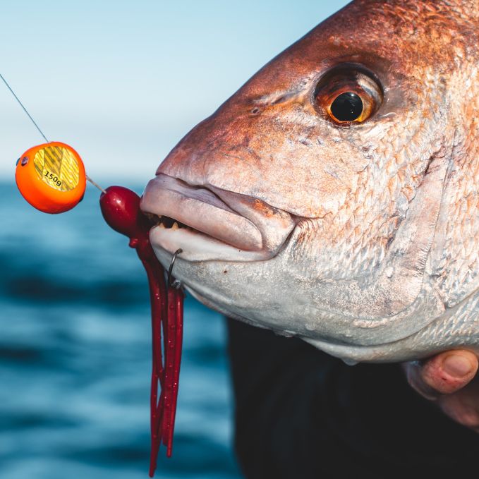 How To Catch Snapper On Lures In The South Island